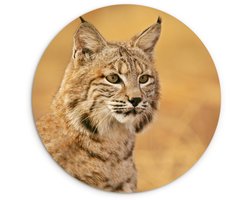 WallCircle® Wandcirkel 150x150 cm - Muurcirkel Lynx - Bruin - Gras - Muurdecoratie woonkamer - Wanddecoratie slaapkamer - Kamer decoratie accessoires - Ronde schilderijen