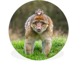 WallCircle - Wandcirkel ⌀ 30 - Aap - Jong - Gras - Ronde schilderijen woonkamer - Wandbord rond - Muurdecoratie cirkel - Kamer decoratie binnen - Wanddecoratie muurcirkel - Woonaccessoires