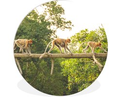 WallCircle - Wandcirkel ⌀ 30 - Apen wandelend over tak - Ronde schilderijen woonkamer - Wandbord rond - Muurdecoratie cirkel - Kamer decoratie binnen - Wanddecoratie muurcirkel - Woonaccessoires