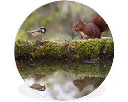 WallCircle - Wandcirkel ⌀ 30 - Bosdieren - Water - Mos - Ronde schilderijen woonkamer - Wandbord rond - Muurdecoratie cirkel - Kamer decoratie binnen - Wanddecoratie muurcirkel - Woonaccessoires