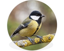 WallCircle - Wandcirkel ⌀ 30 - Een koolmees op een tak met mos - Ronde schilderijen woonkamer - Wandbord rond - Muurdecoratie cirkel - Kamer decoratie binnen - Wanddecoratie muurcirkel - Woonaccessoires