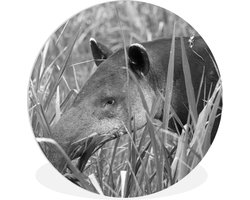 WallCircle - Wandcirkel ⌀ 30 - Midden-Amerikaanse Tapir in het nationaal park van Costa Rica in zwart wit - Ronde schilderijen woonkamer - Wandbord rond - Muurdecoratie cirkel - Kamer decoratie binnen - Wanddecoratie muurcirkel - Woonaccessoires
