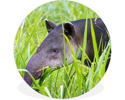 WallCircle - Wandcirkel ⌀ 30 - Midden-Amerikaanse Tapir in het nationaal park van Costa Rica - Ronde schilderijen woonkamer - Wandbord rond - Muurdecoratie cirkel - Kamer decoratie binnen - Wanddecoratie muurcirkel - Woonaccessoires