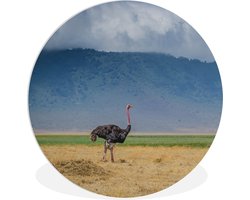 WallCircle - Wandcirkel ⌀ 30 - Struisvogel midden op de savanne van de Ngorongoro krater in Tanzania - Ronde schilderijen woonkamer - Wandbord rond - Muurdecoratie cirkel - Kamer decoratie binnen - Wanddecoratie muurcirkel - Woonaccessoires