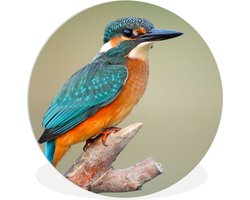 WallCircle - Wandcirkel ⌀ 30 - Vogel - IJsvogel - Tak - Ronde schilderijen woonkamer - Wandbord rond - Muurdecoratie cirkel - Kamer decoratie binnen - Wanddecoratie muurcirkel - Woonaccessoires