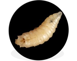 WallCircle - Wandcirkel ⌀ 60 - Close-up made - Ronde schilderijen woonkamer - Wandbord rond - Muurdecoratie cirkel - Kamer decoratie binnen - Wanddecoratie muurcirkel - Woonaccessoires