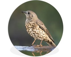 WallCircle - Wandcirkel ⌀ 60 - Een grote lijster kijkt uit over de natuur vanaf een tak - Ronde schilderijen woonkamer - Wandbord rond - Muurdecoratie cirkel - Kamer decoratie binnen - Wanddecoratie muurcirkel - Woonaccessoires