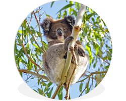 WallCircle - Wandcirkel ⌀ 60 - Koala - Bladeren - Lucht - Kinderen - Jongens - Meiden - Ronde schilderijen woonkamer - Wandbord rond - Muurdecoratie cirkel - Kamer decoratie binnen - Wanddecoratie muurcirkel - Woonaccessoires