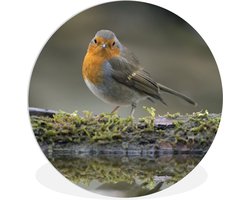 WallCircle - Wandcirkel ⌀ 60 - Roodborstje - Water - Mos - Ronde schilderijen woonkamer - Wandbord rond - Muurdecoratie cirkel - Kamer decoratie binnen - Wanddecoratie muurcirkel - Woonaccessoires