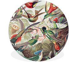 WallCircle® Wandcirkel 60x60 cm - Muurcirkel Kolibrie - Vintage - Ernst Haeckel - Vogel - Kunst - Natuur - Muurdecoratie woonkamer - Wanddecoratie slaapkamer - Kamer decoratie accessoires - Ronde schilderijen