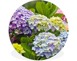 WallCircle® Wandcirkel 60x60 cm - Muurcirkel Verschillende hortensia bloemen - Muurdecoratie woonkamer - Wanddecoratie slaapkamer - Kamer decoratie accessoires - Ronde schilderijen