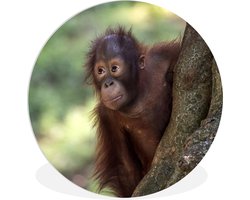 WallCircle - Wandcirkel ⌀ 90 - Baby - Orang oetan - Boom - Ronde schilderijen woonkamer - Wandbord rond - Muurdecoratie cirkel - Kamer decoratie binnen - Wanddecoratie muurcirkel - Woonaccessoires