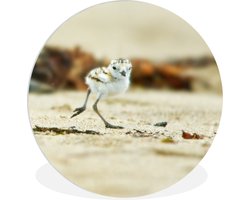 WallCircle - Wandcirkel ⌀ 90 - Baby strandplevier loopt over het strand - Ronde schilderijen woonkamer - Wandbord rond - Muurdecoratie cirkel - Kamer decoratie binnen - Wanddecoratie muurcirkel - Woonaccessoires