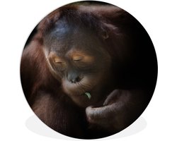 WallCircle - Wandcirkel ⌀ 90 - Orang-oetan eet boon - Ronde schilderijen woonkamer - Wandbord rond - Muurdecoratie cirkel - Kamer decoratie binnen - Wanddecoratie muurcirkel - Woonaccessoires