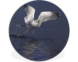WallCircle - Wandcirkel ⌀ 90 - Spectaculaire foto van een grote mantelmeeuw die over het water vliegt - Ronde schilderijen woonkamer - Wandbord rond - Muurdecoratie cirkel - Kamer decoratie binnen - Wanddecoratie muurcirkel - Woonaccessoires