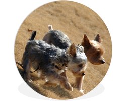 WallCircle - Wandcirkel ⌀ 90 - Twee kleine Yorkshire Terriers lopen over het strand - Ronde schilderijen woonkamer - Wandbord rond - Muurdecoratie cirkel - Kamer decoratie binnen - Wanddecoratie muurcirkel - Woonaccessoires