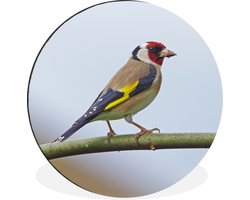 WallCircle - Wandcirkel - Muurcirkel - Een kleurrijke vink op een tak - Aluminium - Dibond - ⌀ 60 cm - Binnen en Buiten