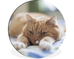 WallCircle - Wandcirkel - Muurcirkel - Kat - Bed - Bedsprei - Meisjes - Kinderen - Jongens - Kind - Aluminium - Dibond - ⌀ 90 cm - Binnen en Buiten