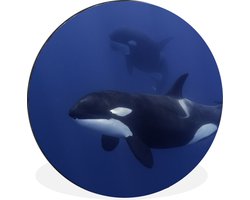 WallCircle - Wandcirkel - Muurcirkel - Twee orka's in helder water - Aluminium - Dibond - ⌀ 60 cm - Binnen en Buiten