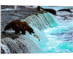 WallClassics - Acrylglas - Bruine Beer Happend naar Vis bij een Rivier met Waterval - 75x50 cm Foto op Acrylglas (Wanddecoratie op Acrylaat)