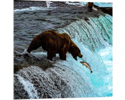 WallClassics - Acrylglas - Bruine Beer Happend naar Vis bij een Rivier met Waterval - 80x80 cm Foto op Acrylglas (Wanddecoratie op Acrylaat)