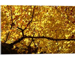 WallClassics - Acrylglas - Dekbed van Gele Bladeren - 60x40 cm Foto op Acrylglas (Wanddecoratie op Acrylaat)