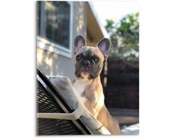 WallClassics - Acrylglas - Franse Bulldog op Ligbed - 30x40 cm Foto op Acrylglas (Wanddecoratie op Acrylaat)