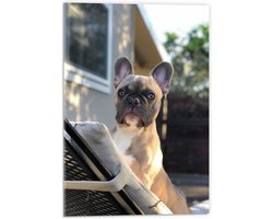 WallClassics - Acrylglas - Franse Bulldog op Ligbed - 40x60 cm Foto op Acrylglas (Met Ophangsysteem)