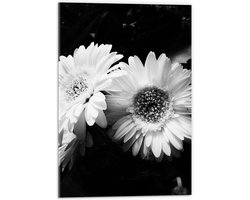 WallClassics - Acrylglas - kamille Bloem Zwart / Wit - 40x60 cm Foto op Acrylglas (Wanddecoratie op Acrylaat)