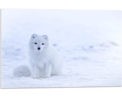 WallClassics - Acrylglas - Witte Vos in de Sneeuw - Poolvos - 75x50 cm Foto op Acrylglas (Wanddecoratie op Acrylaat)