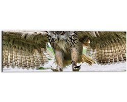 WallClassics - Dibond - Uil met Gespreide Vleugels - 60x20 cm Foto op Aluminium (Wanddecoratie van metaal)