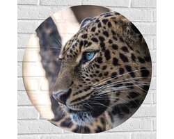 WallClassics - Muursticker Cirkel - Luipaard Starend in de Verte - 70x70 cm Foto op Muursticker