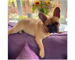 WallClassics - Poster (Mat) - Sippe Hond liggend op de Bank - 50x50 cm Foto op Posterpapier met een Matte look