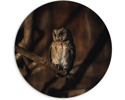WallClassics - PVC Schuimplaat Muurcirkel - Kleine Bruine Uil op een Tak - 70x70 cm Foto op Muurcirkel (met ophangsysteem)