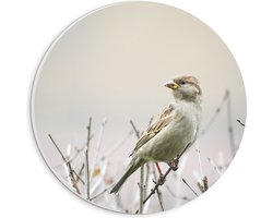 WallClassics - PVC Schuimplaat Muurcirkel - Vogel - Mus op een Tak - 20x20 cm Foto op Muurcirkel (met ophangsysteem)