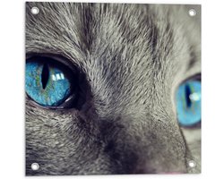 WallClassics - Tuinposter – Grijze Kat met Blauwe Ogen - 50x50 cm Foto op Tuinposter  (wanddecoratie voor buiten en binnen)