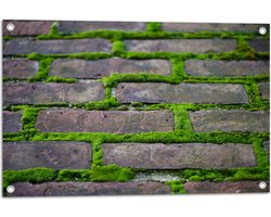 WallClassics - Tuinposter – Groen Mos Groeiend door Stenen Pad - 75x50 cm Foto op Tuinposter (wanddecoratie voor buiten en binnen)