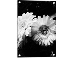 WallClassics - Tuinposter – kamille Bloem Zwart / Wit - 40x60 cm Foto op Tuinposter  (wanddecoratie voor buiten en binnen)