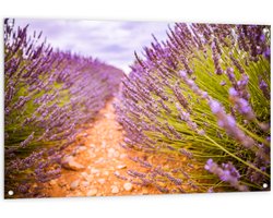 WallClassics - Tuinposter – Stenen Pad in Lavendel Veld - 120x80 cm Foto op Tuinposter (wanddecoratie voor buiten en binnen)