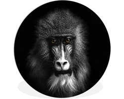 Wandcirkel - Kunststof - Schilderij rond - Aap - Dier - Ogen - Bruin - Zwart-wit - Muurcirkel - Ronde wanddecoratie - ⌀ 60 cm - Muurdecoratie - Muurcirkel binnen - Kamer decoratie