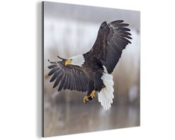 Wanddecoratie Metaal - Aluminium Schilderij Industrieel - Amerikaanse zeearend - Adelaar - Vogel - 20x20 cm - Dibond - Foto op aluminium - Industriële muurdecoratie - Voor de woonkamer/slaapkamer