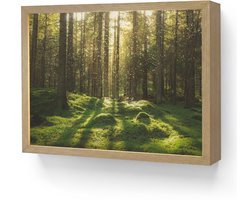 Wandlamp 40x30 cm - Oplaadbaar - Bomen - Bos - Mos - Planten - Zon - Natuur - Wandlampen binnen woonkamer - Slaapkamer lamp - Decoratieve nachtlamp - Vloerlamp draadloos
