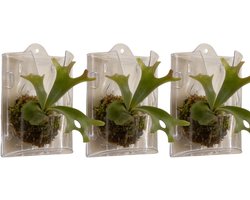 Wandplantenbak - Verticale Tuindecoratie - Planten Ophangen - Rotbestendig Ontwerp - 8 x 19 x 8 cm - Transparant