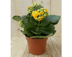 Warentuin natuurlijk - 2 stuks! Kalanchoe Oranje