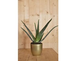 Warentuin natuurlijk - Aloe Vera in gouden pot