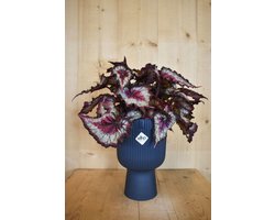 Warentuin natuurlijk - Bladbegonia in hoge pot diepblauw Elho