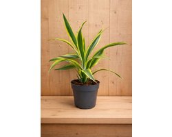 Warentuin Natuurlijk - Drakenbloedboom Dracaena Fragrans Lemon Lime/Geel-groen H40-60 cm potmaat 17 cm 1 stam kamerplant