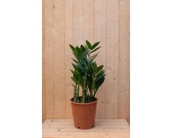 Warentuin Natuurlijk - Emerald palm Zamioculcas potmaat 12 cm H20-40 cm kamerplant