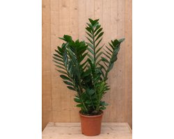Warentuin Natuurlijk - Emerald palm Zamioculcas potmaat 26 cm H80-100 cm kamerplant