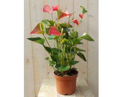 Warentuin natuurlijk - Flamingoplant Anthurium roze 60 cm